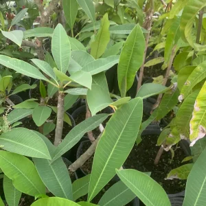 Pink Plumeria Live Plant - Fragrant Tropical Flower - Various Sizes Available - Indoor/Outdoor - Image 5
