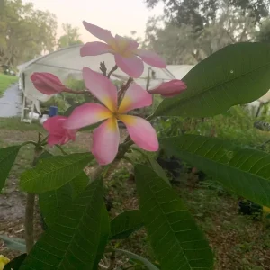 Pink Plumeria Live Plant – Fragrant Tropical Flower – Various Sizes - Image 6