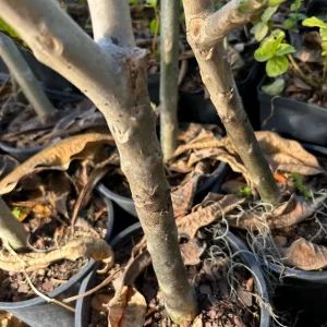 Pink Plumeria Live Plant - Fragrant Tropical Flower - Various Sizes Available - Indoor/Outdoor - Image 7