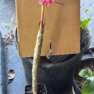 Pink Plumeria Live Plant – Fragrant Tropical Flower – Various Sizes - Image 8