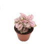 Pink Polka Dot Plant – Hypoestes Phyllostachya – 2 inch Live Houseplant – Indoor - Image 1