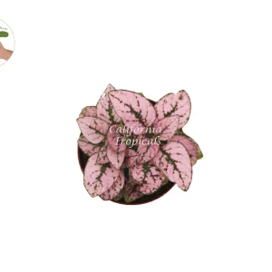 Pink Polka Dot Plant – Hypoestes Phyllostachya – 2 inch Live Houseplant – Indoor - Image 2