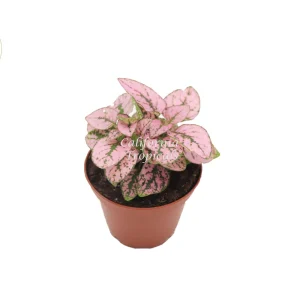 Pink Polka Dot Plant – Hypoestes Phyllostachya – 2 inch Live Houseplant – Indoor - Image 1
