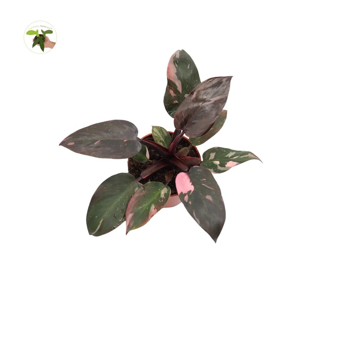 Pink Princess Philodendron Live Plant - High Variegation 4 inch Pot Indoor - Image 4
