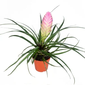 Pink Quill Plant - Live Bromeliad, 4 inch Pot, Indoor Flowering Plant - Image 1