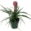 Pink Quill Plant - Tillandsia cyanea Live Plant - 4 inch Pot - Indoor - Image 1