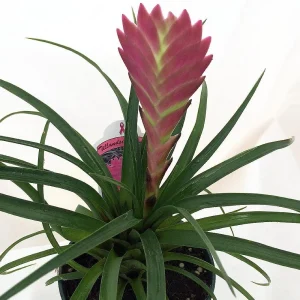 Pink Quill Plant - Tillandsia cyanea Live Plant - 4 inch Pot - Indoor - Image 4