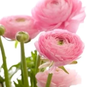 Pink Ranunculus Corms - 20 Flower Bulbs - Peony Rose Garden Plants - Image 2