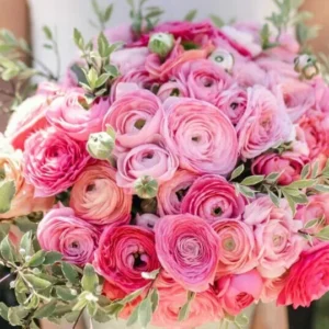 Pink Ranunculus Corms - 20 Flower Bulbs - Peony Rose Garden Plants - Image 4