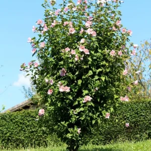 Pink Rose of Sharon Live Plant – Quart Pot – Hardy Flowering Shrub – Outdoor - Image 1