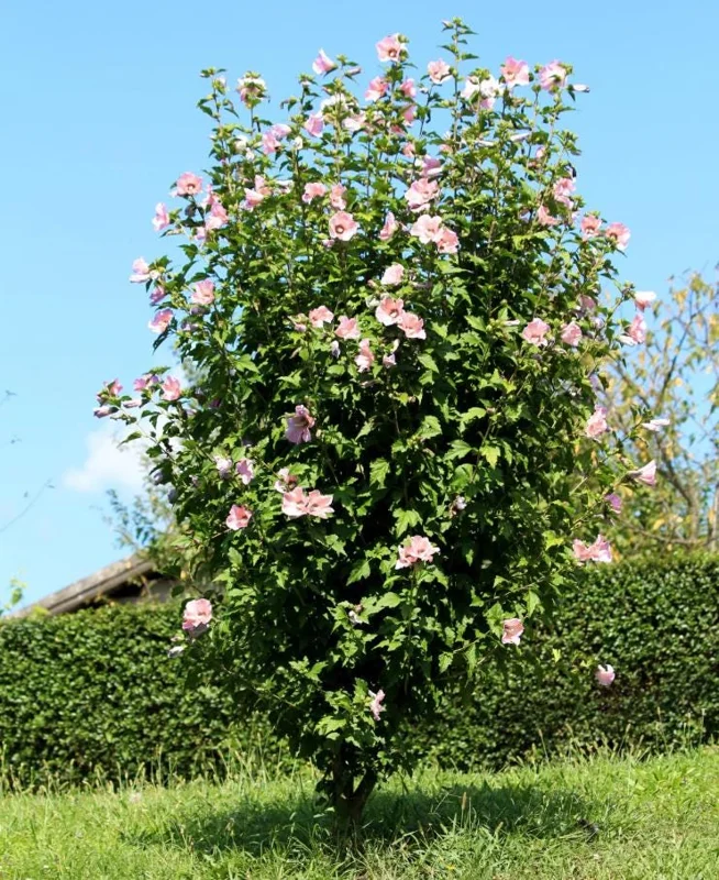 Pink Rose of Sharon Live Plant – Quart Pot – Hardy Flowering Shrub – Outdoor - Image 1