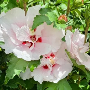 Pink Rose of Sharon Live Plant – Quart Pot – Hardy Flowering Shrub – Outdoor - Image 2