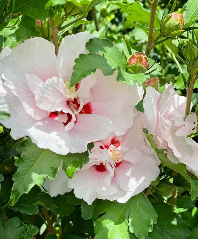 Pink Rose of Sharon Live Plant – Quart Pot – Hardy Flowering Shrub – Outdoor - Image 2
