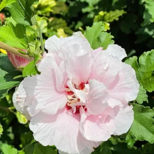 Pink Rose of Sharon Live Plant – Quart Pot – Hardy Flowering Shrub – Outdoor - Image 3