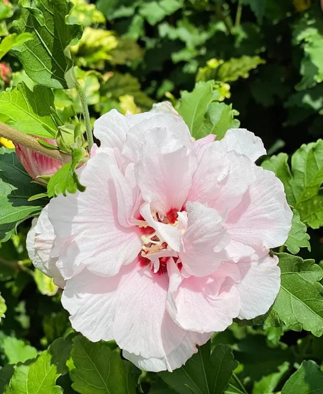 Pink Rose of Sharon Live Plant – Quart Pot – Hardy Flowering Shrub – Outdoor - Image 3