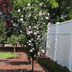Pink Rose of Sharon Live Plant – Quart Pot – Hardy Flowering Shrub – Outdoor - Image 4