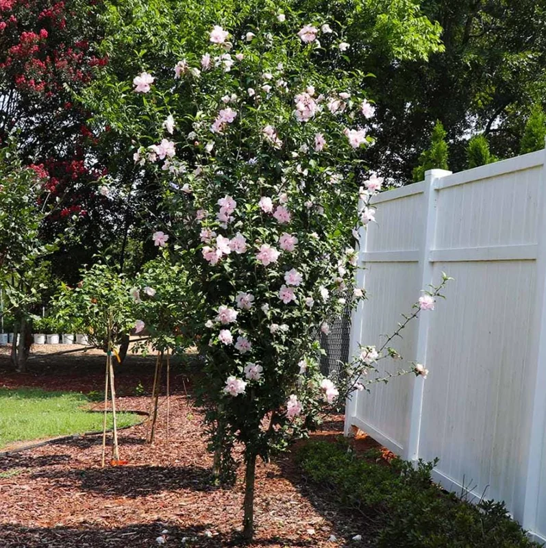 Pink Rose of Sharon Live Plant – Quart Pot – Hardy Flowering Shrub – Outdoor - Image 4