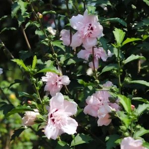 Pink Rose of Sharon Live Plant – Quart Pot – Hardy Flowering Shrub – Outdoor - Image 5