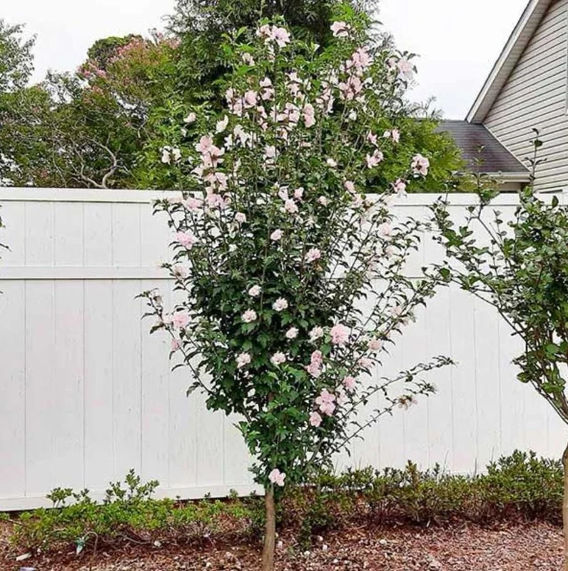 Pink Rose of Sharon Live Plant – Quart Pot – Hardy Flowering Shrub – Outdoor - Image 6