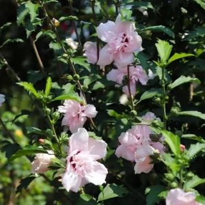 Pink Rose of Sharon Live Plant – Quart Pot – Hardy Flowering Shrub – Outdoor - Image 7