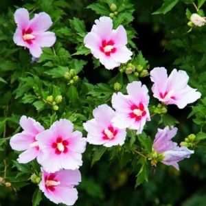Pink Rose of Sharon Live Plant – Quart Pot – Hardy Flowering Shrub – Outdoor - Image 8
