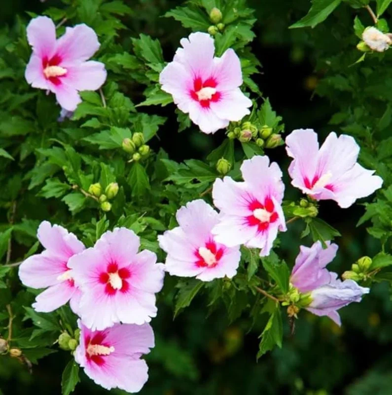 Pink Rose of Sharon Live Plant – Quart Pot – Hardy Flowering Shrub – Outdoor - Image 8