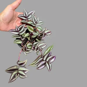 Pink Silver Wandering Jew Live Plant - 4 inch Nursery Pot - Easy Care Tradescantia - Image 2