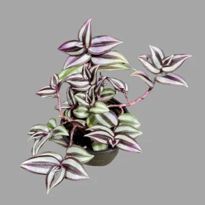Pink Silver Wandering Jew Live Plant - 4 inch Nursery Pot - Easy Care Tradescantia - Image 4