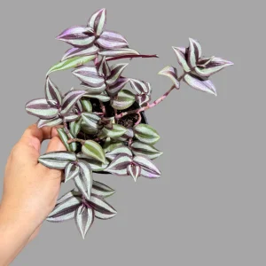 Pink Silver Wandering Jew Live Plant - 4 inch Nursery Pot - Easy Care Tradescantia - Image 5
