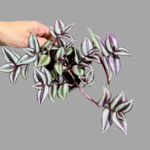 Pink Silver Wandering Jew Live Plant - 4 inch Nursery Pot - Easy Care Tradescantia - Image 6
