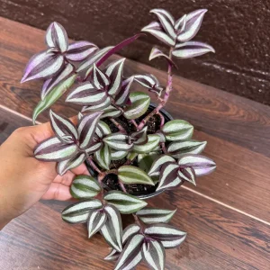 Pink Silver Wandering Jew Plant - 4