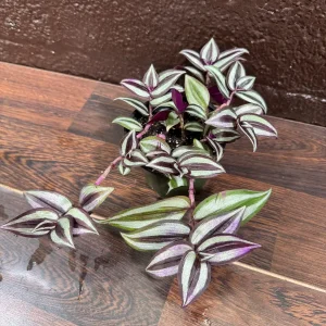 Pink Silver Wandering Jew Plant - 4