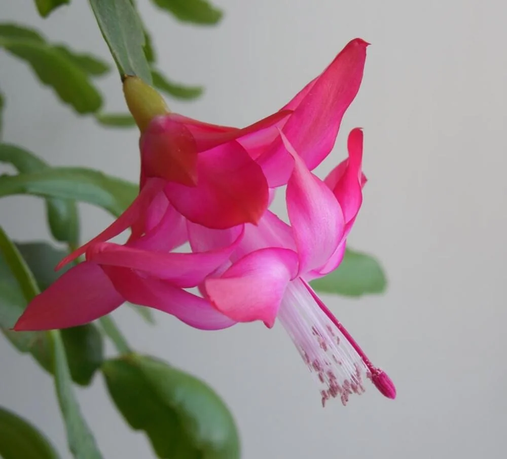 Pink Thanksgiving Cactus Live Plant – 7in Tall, 6in Pot – Indoor/Outdoor - Image 2