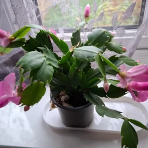 Pink Thanksgiving Cactus Live Plant – 7in Tall, 6in Pot – Indoor/Outdoor - Image 3