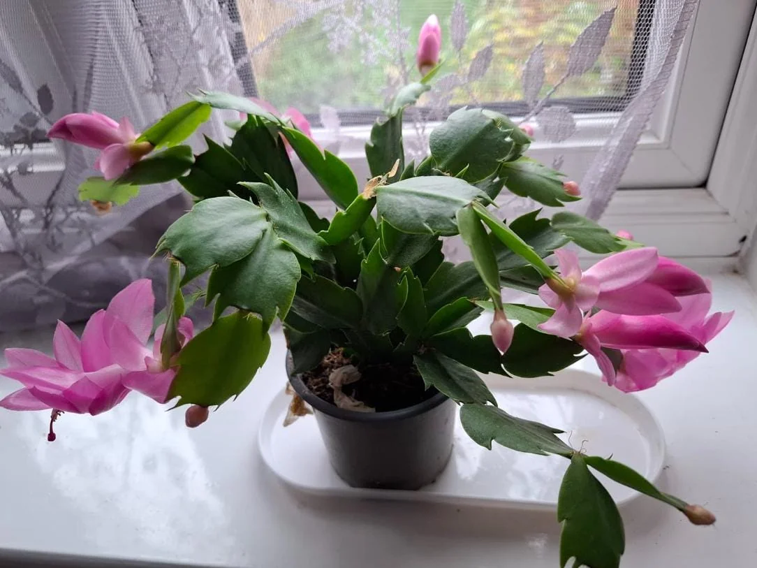 Pink Thanksgiving Cactus Live Plant – 7in Tall, 6in Pot – Indoor/Outdoor - Image 3