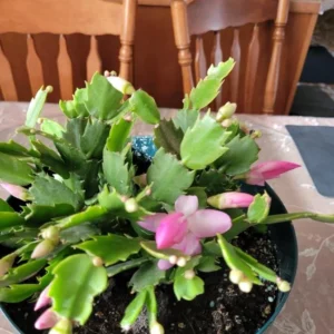 Pink Thanksgiving Cactus Live Plant – 7in Tall, 6in Pot – Indoor/Outdoor - Image 4