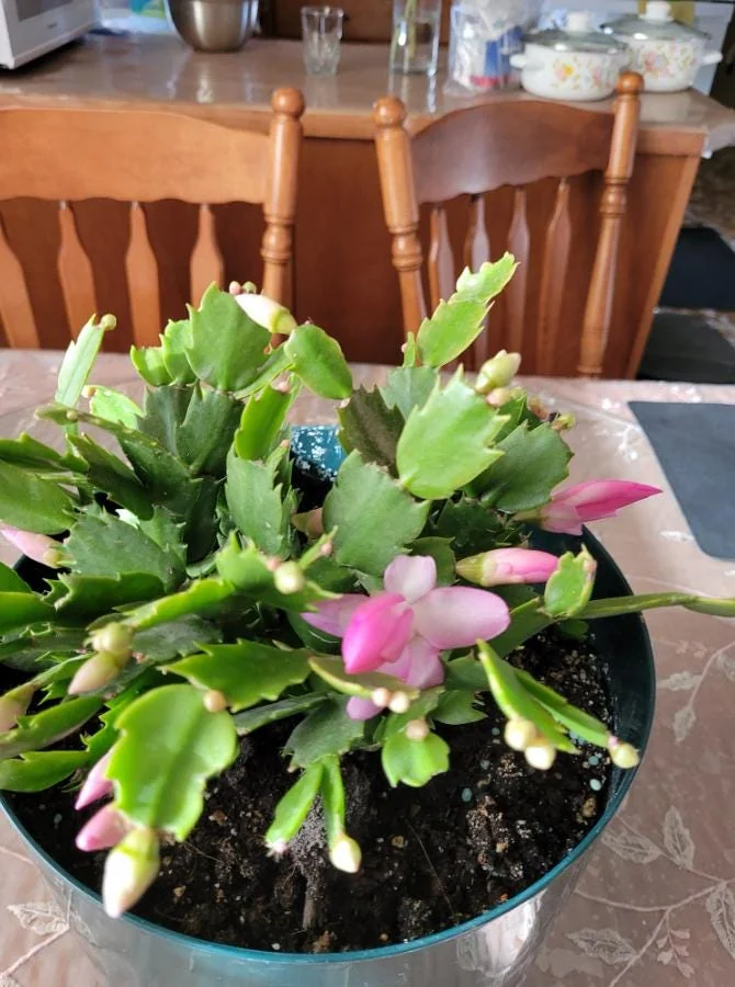 Pink Thanksgiving Cactus Live Plant – 7in Tall, 6in Pot – Indoor/Outdoor - Image 4