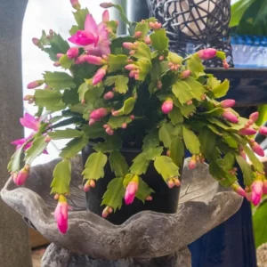 Pink Thanksgiving Cactus Live Plant – 7in Tall, 6in Pot – Indoor/Outdoor - Image 5