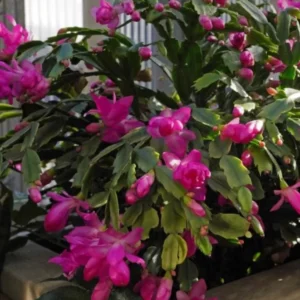 Pink Thanksgiving Cactus Live Plant – 7in Tall, 6in Pot – Indoor/Outdoor - Image 6
