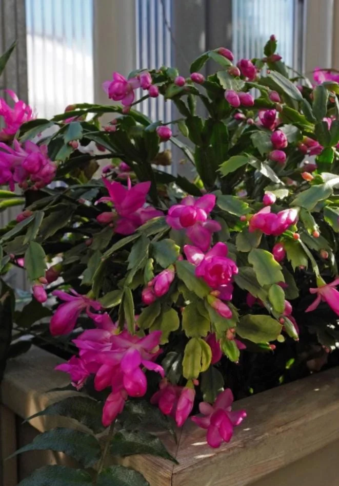 Pink Thanksgiving Cactus Live Plant – 7in Tall, 6in Pot – Indoor/Outdoor - Image 6