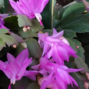 Pink Thanksgiving Cactus Live Plant – 7in Tall, 6in Pot – Indoor/Outdoor - Image 7