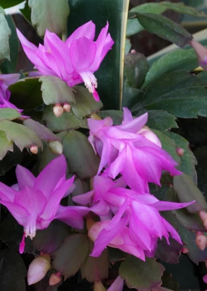 Pink Thanksgiving Cactus Live Plant – 7in Tall, 6in Pot – Indoor/Outdoor - Image 7