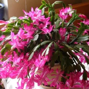 Pink Thanksgiving Cactus Live Plant – 7in Tall, 6in Pot – Indoor/Outdoor - Image 8