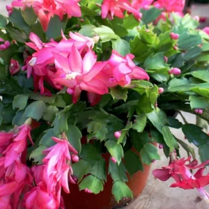Pink Thanksgiving Cactus Live Plant – 7in Tall, 6in Pot – Indoor/Outdoor - Image 9