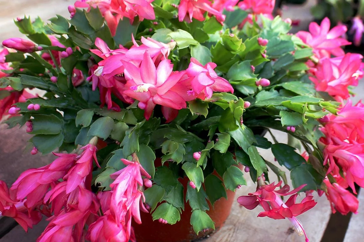 Pink Thanksgiving Cactus Live Plant – 7in Tall, 6in Pot – Indoor/Outdoor - Image 9