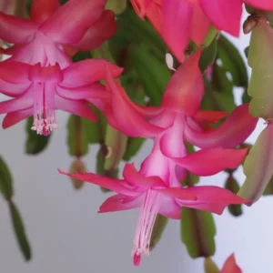 Pink Thanksgiving Cactus Live Plant – Zygocactus – 4 inch Pot Indoor Succulent - Image 2