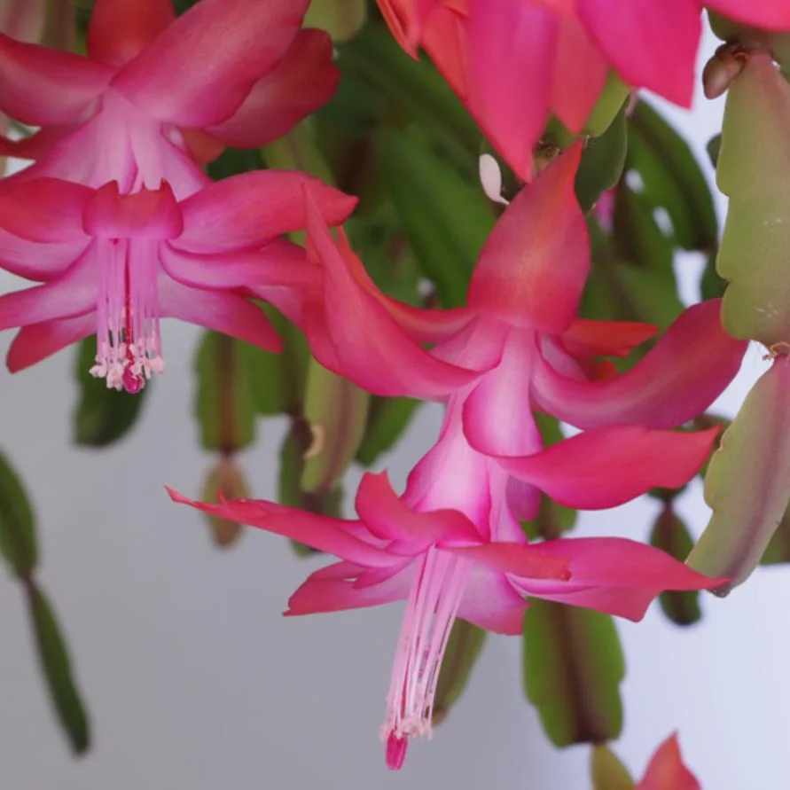 Pink Thanksgiving Cactus Live Plant – Zygocactus – 4 inch Pot – Indoor - Image 2