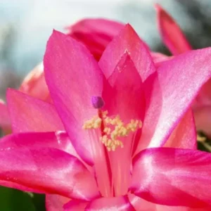 Pink Thanksgiving Cactus Live Plant – Zygocactus – 4 inch Pot Indoor Succulent - Image 3