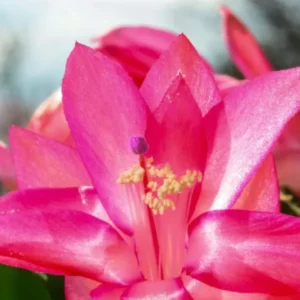 Pink Thanksgiving Cactus Live Plant – Zygocactus – 4 inch Pot – Indoor - Image 3