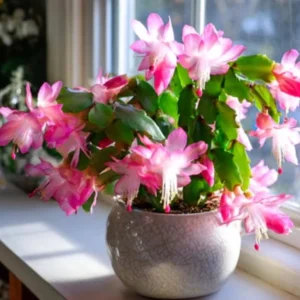 Pink Thanksgiving Cactus Live Plant – Zygocactus – 4 inch Pot – Indoor - Image 1